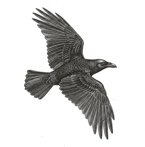 Un grand corbeau planant, gravure